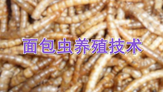 面包虫养殖技术 面包虫的养殖和繁殖技术视频