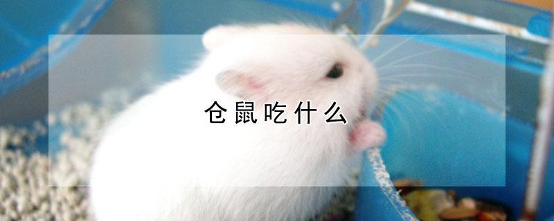 仓鼠吃什么（仓鼠吃什么必死）