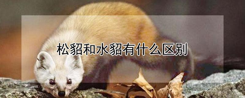 松貂和水貂有什么区别（松貂和水貂哪个更好）