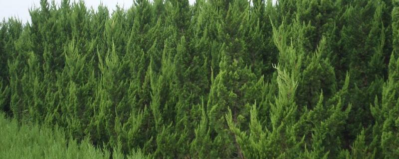 路边绿化柏树品种 路边绿化柏树品种图片