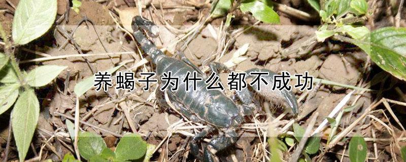 养蝎子为什么都不成功 养蝎子的风险大吗,利润好吗?