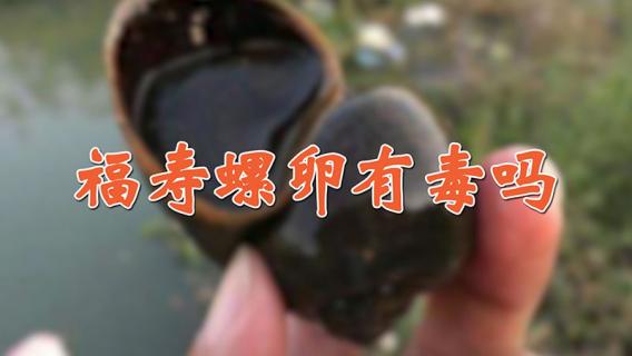 福寿螺卵有毒吗 福寿螺的卵有毒吗?