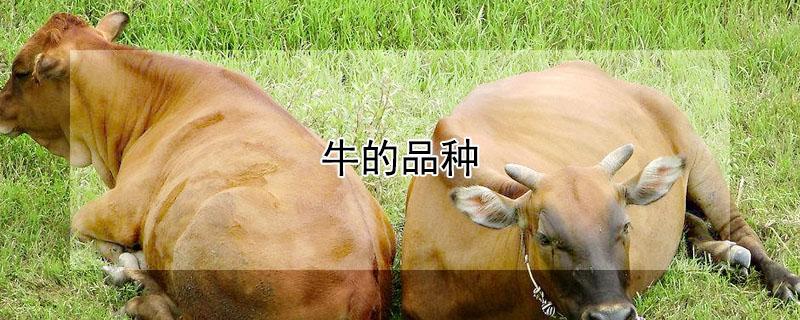 牛的品种（牛的品种西门塔尔）