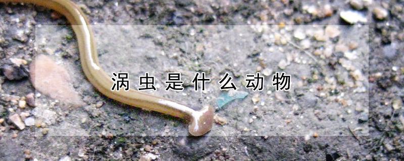 涡虫是什么动物 水螅是什么动物