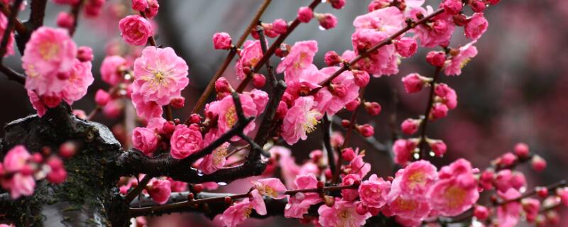 冬季有什么花 冬季有什么花开花