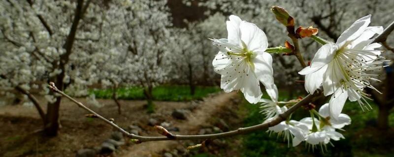 樱桃花有没有红色的 樱桃花是红色的还是白色的?