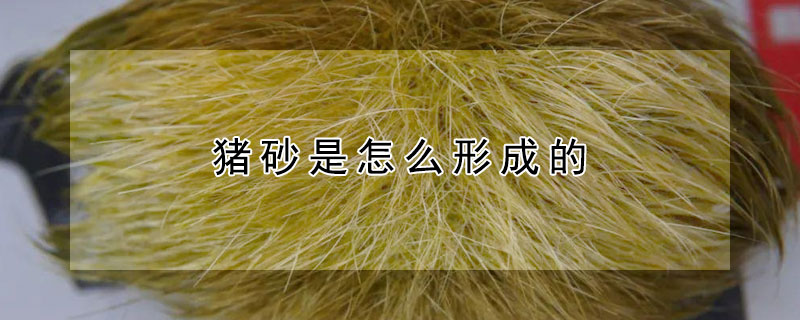 猪砂是怎么形成的 猪砂到底是什么