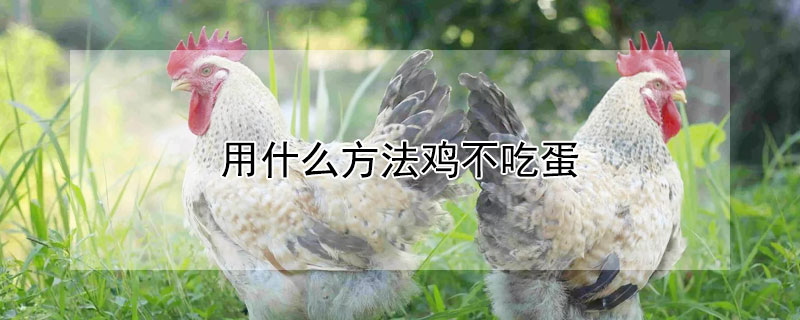 用什么方法鸡不吃蛋 用什么办法可以治鸡不吃鸡蛋