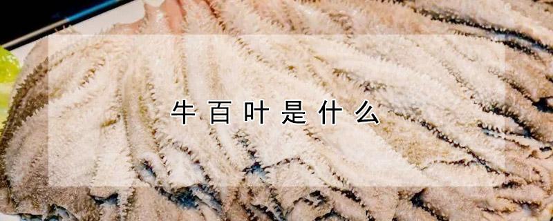牛百叶是什么（牛百叶是什么意思）