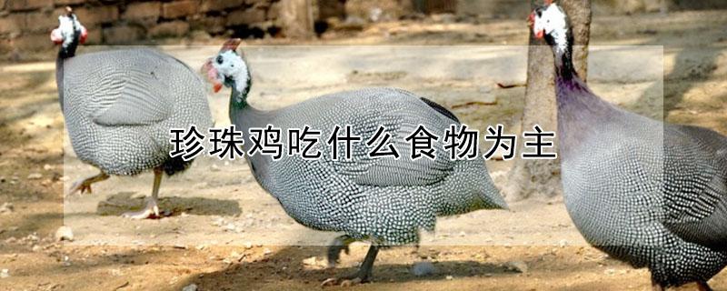 珍珠鸡吃什么食物为主 珍珠鸡几个月开始下蛋