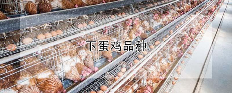 下蛋鸡品种（下蛋多的鸡品种）