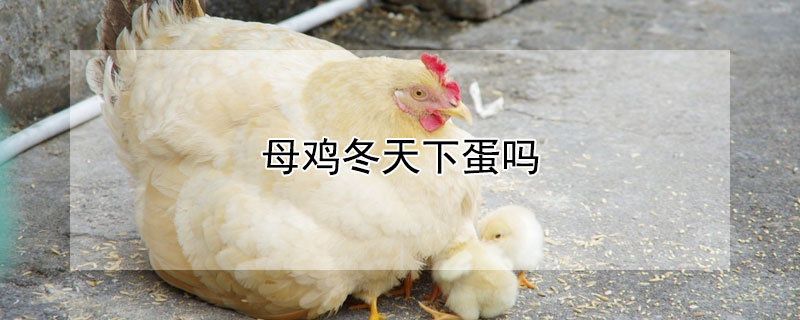 母鸡冬天下蛋吗 母鸡冬天下蛋吗为什么