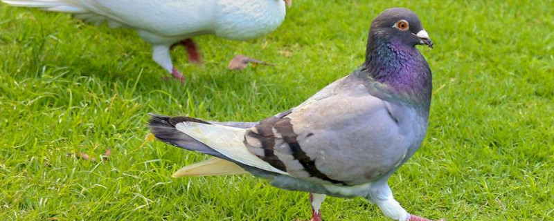 鸽子怎么养殖方法（养50对肉鸽子一年利润）