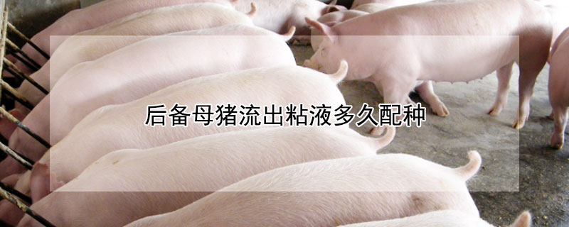 后备母猪流出粘液多久配种（后备母猪粘液流尽配种迟吗）