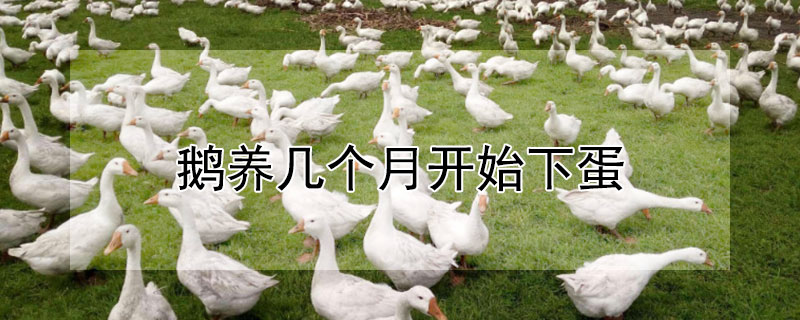 鹅养几个月开始下蛋（鹅养几个月开始下蛋了）