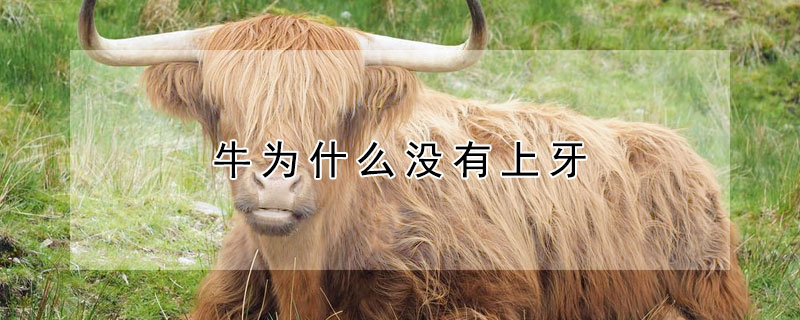 牛为什么没有上牙（牛为什么没有上牙的科学说法）