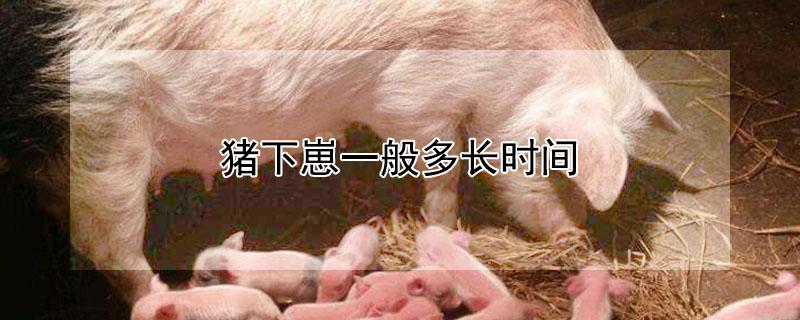猪下崽一般多长时间 母猪临产前几小时有什么征兆
