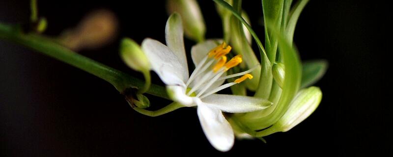 高洁贤德是什么花（高洁贤德什么意思）