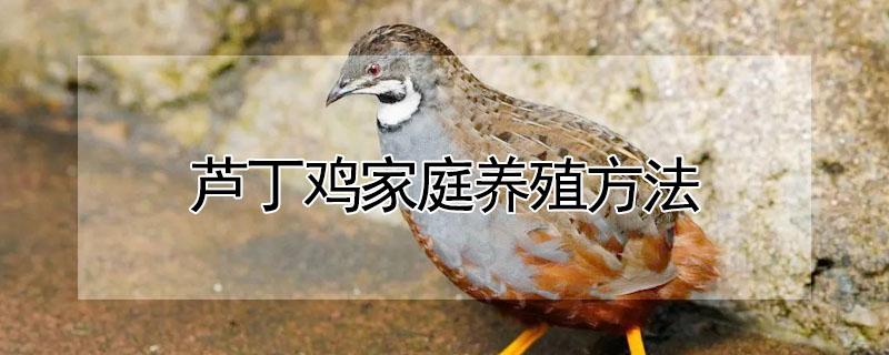 芦丁鸡家庭养殖方法 芦丁鸡多少钱一只?养殖前景赚钱吗