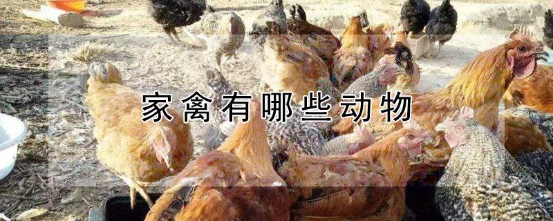 家禽有哪些动物 家禽有哪些