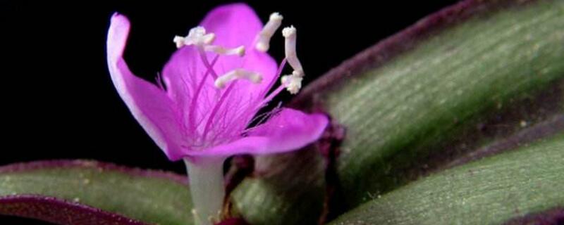 吊竹梅开花吗 吊竹梅开花吗怎么养