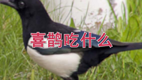 喜鹊吃什么 喜鹊吃什么害虫