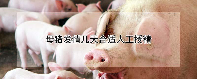 母猪发情几天合适人工授精（母猪发情几天合适人工授精呢）