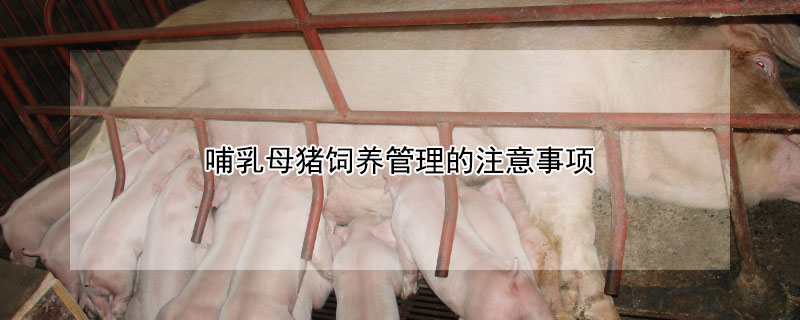 哺乳母猪饲养管理的注意事项 哺乳母猪饲养管理的注意事项有哪些