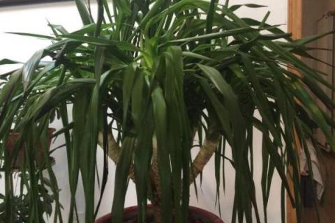 龙须树和龙血树的区别