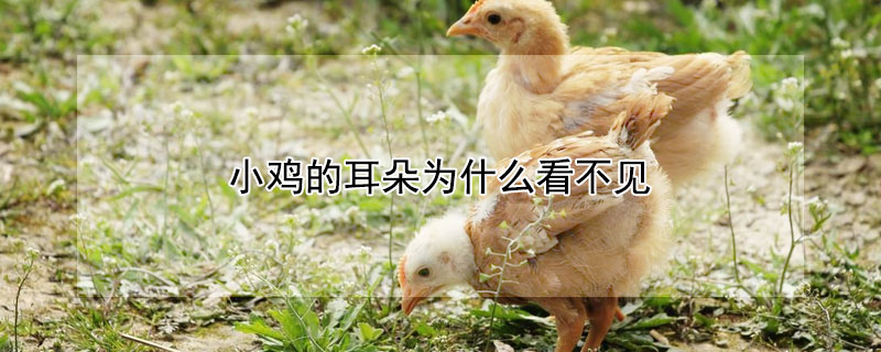 小鸡的耳朵为什么看不见 小鸡的耳朵为什么看不见了呢