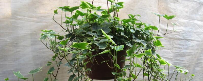 净化空气的植物 净化空气的植物室外