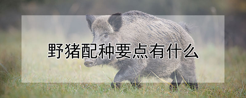 野猪配种要点有什么 野猪配种要点有什么特点