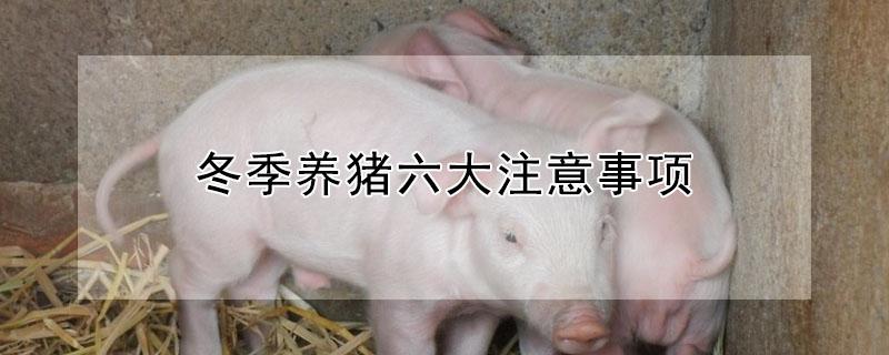 冬季养猪六大注意事项 冬季养猪六大注意事项图片