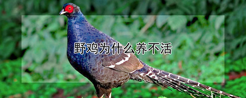 野鸡为什么养不活（野鸡为什么那么容易死）