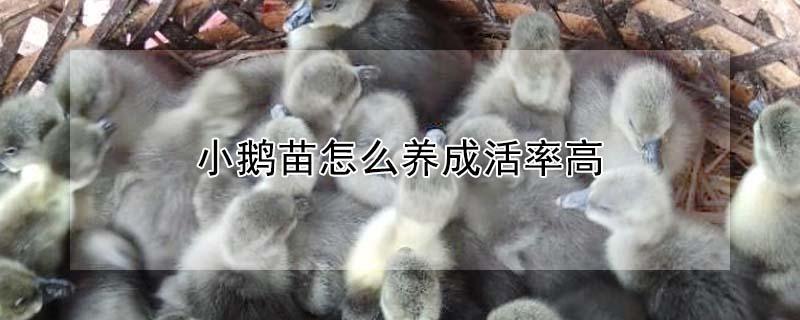 小鹅苗怎么养成活率高 养鹅育雏1—20天详细讲解