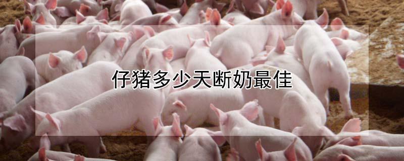 仔猪多少天断奶最佳（断奶小猪拉稀最好的方法）