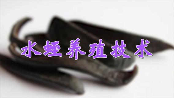 水蛭养殖技术 水蛭养殖技术难点