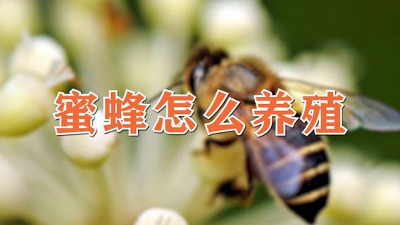 蜜蜂怎么养殖 蜜蜂怎么养殖技术