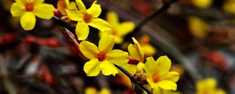 春天都开什么花（春天都开什么花 花名）