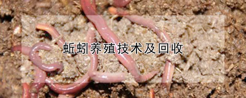 蚯蚓养殖技术及回收（蚯蚓养殖技术及回收,干蚯蚓多少钱一吨）