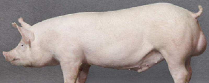 大白猪和长白猪的区别（大白猪和长白猪的区别图片）