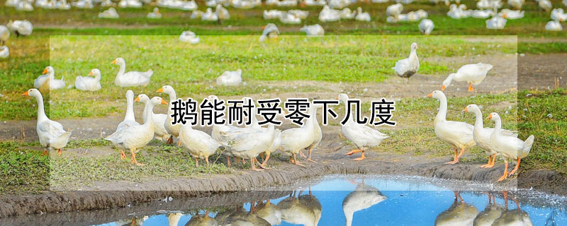 鹅能耐受零下几度 鹅能耐多低温度