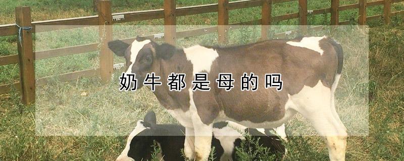 奶牛都是母的吗 公奶牛也能产奶吗