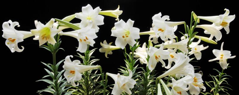 代表友谊的花 代表友谊的花语