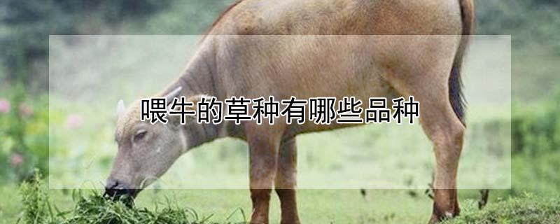 喂牛的草种有哪些品种（喂牛的草种有哪些品种名称）
