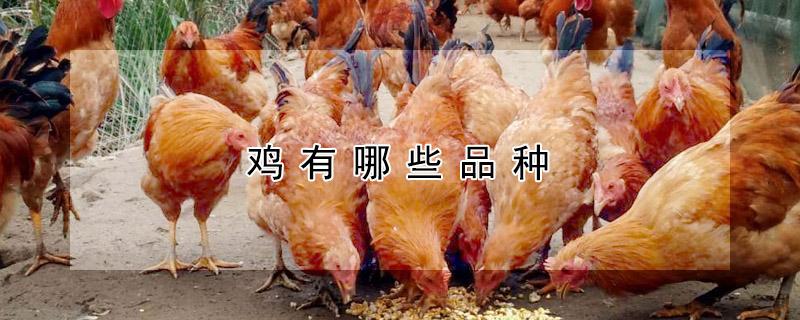 鸡有哪些品种（土鸡有哪些品种）