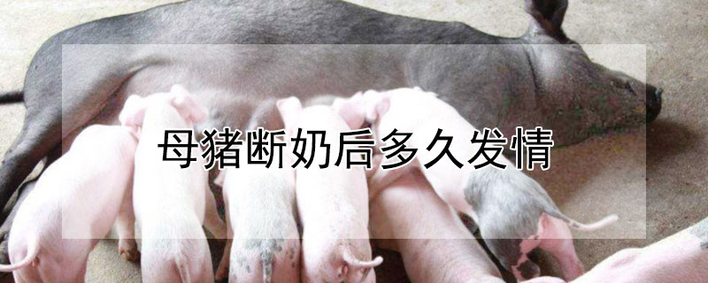 母猪断奶后多久发情（母猪断奶后多久发情?）