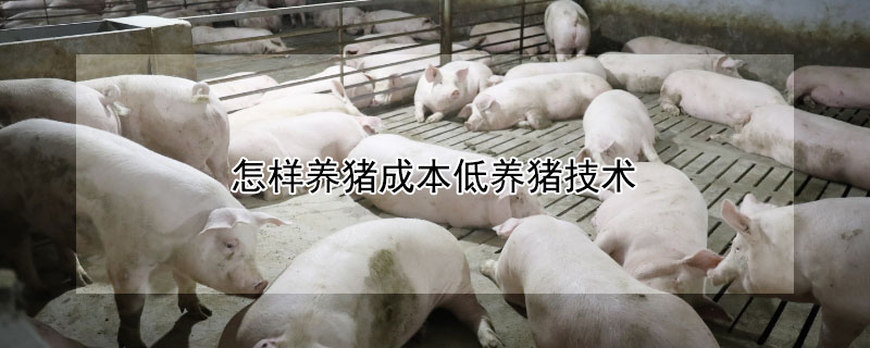怎样养猪成本低养猪技术（怎样养猪成本低养猪技术高呢）
