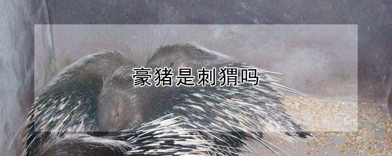 豪猪是刺猬吗 吃豪猪判刑几年