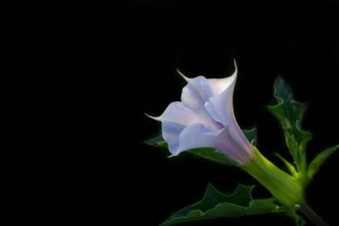 曼陀罗花有毒吗